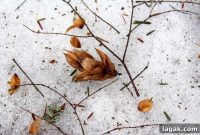 Winter Foraging Guide: 50+ Wild Foods to Find in Snowy Regions