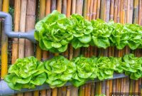 Vertical Gardening: 7 Practical Tips for Growing Your Own Food