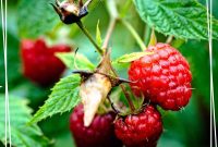Growing Raspberries Successfully: A Simple Step-by-Step Guide