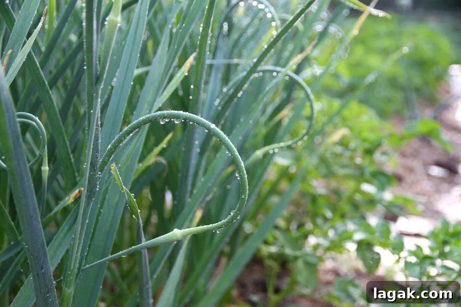How to Can Pickled Garlic Scapes: Step-by-Step Guide 3 curly green garlic scapes extending from the side of a patch of growing garlic