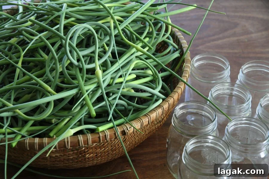 How to Can Pickled Garlic Scapes: Step-by-Step Guide 4 a large basket of curly green garlic scapes sitting on the table besides clean pint (500 ml) jars