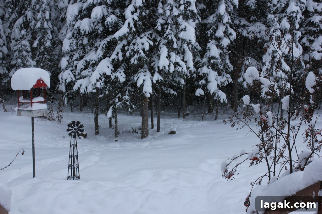 IMG_3709 Christmas snow in Prince George