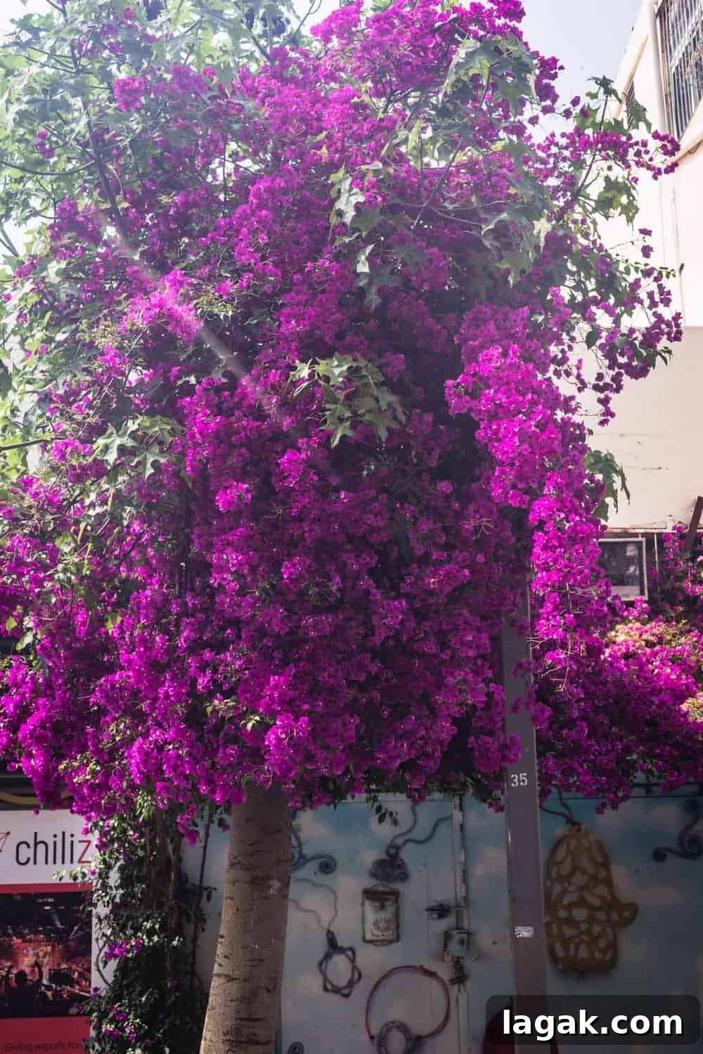 Discover Israel: Highlights, Travel Tips, and Top Attractions 14 Israel
