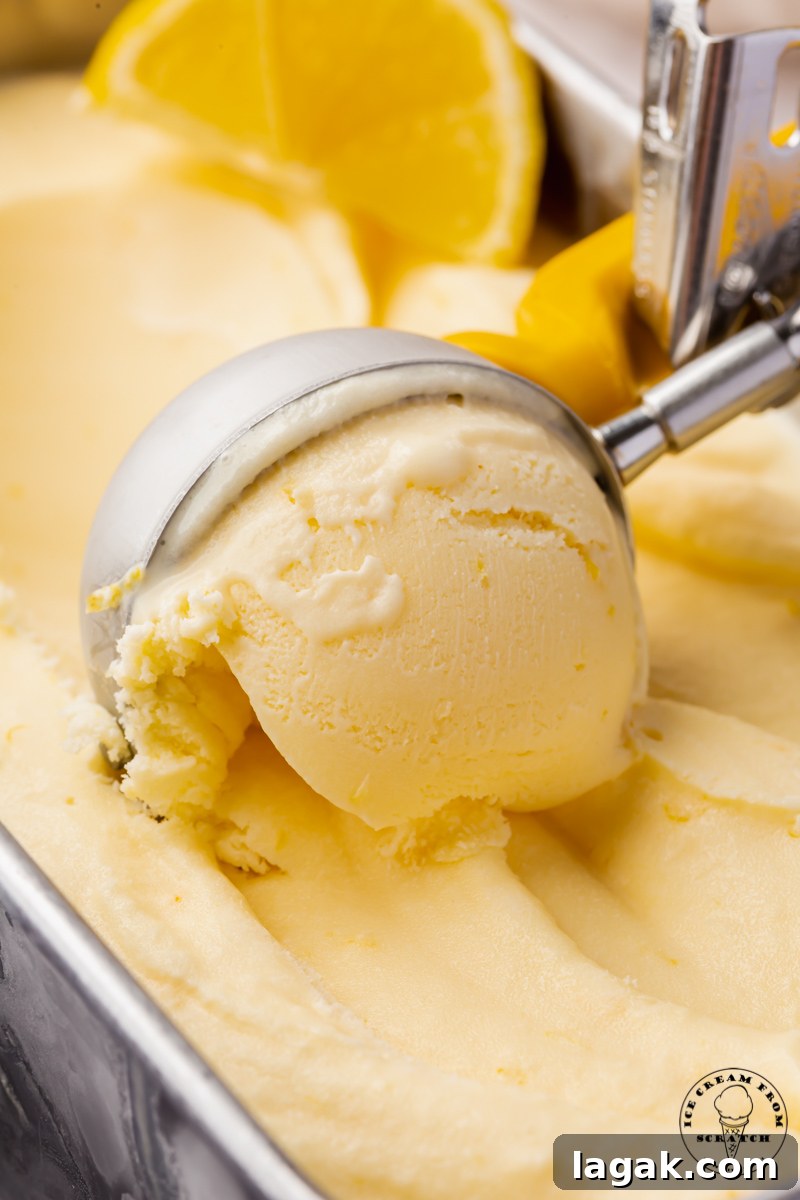 Creamy Lemon Ice Cream Recipe: Zesty Homemade Frozen Treat 5 Homemade lemon ice cream, a pale yellow color, being scooped with a metal ice cream scoop, closeup view.