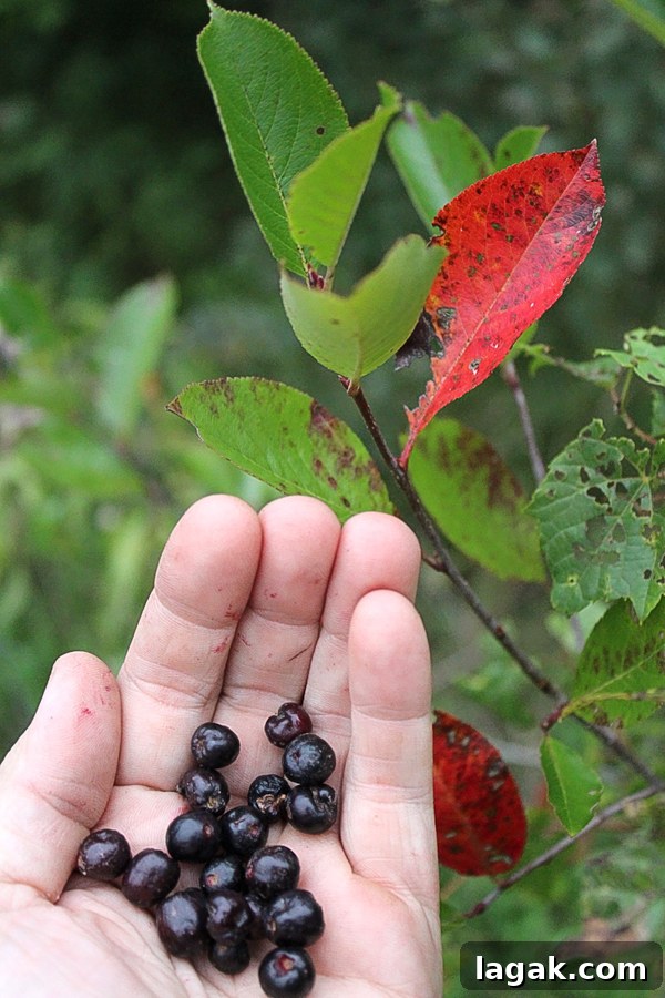 Winter Foraging Guide: 50+ Wild Foods to Find in Snowy Regions 11 Foraging Black Chokeberry Vertical