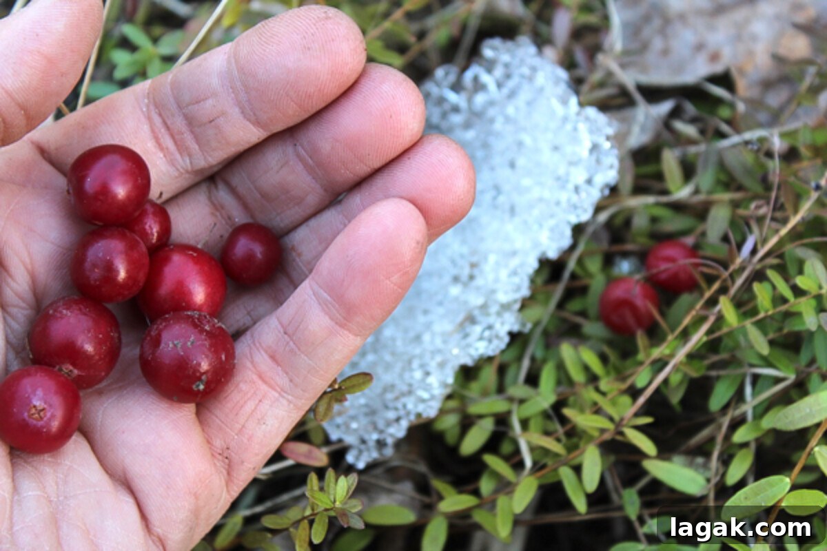 Winter Foraging Guide: 50+ Wild Foods to Find in Snowy Regions 12 Winter foraging cranberries