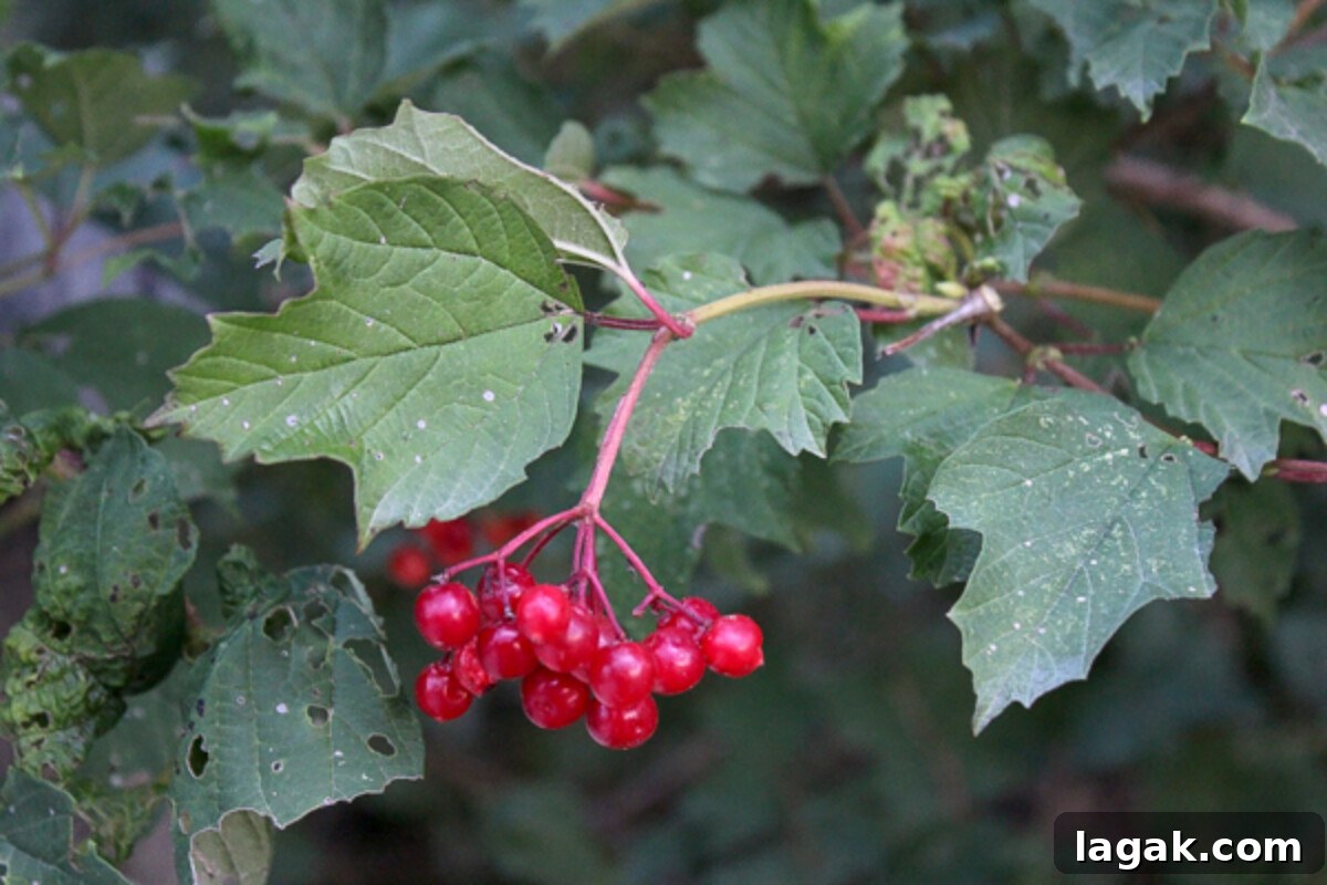 Winter Foraging Guide: 50+ Wild Foods to Find in Snowy Regions 13 Highbush Cranberry Viburnum opulus