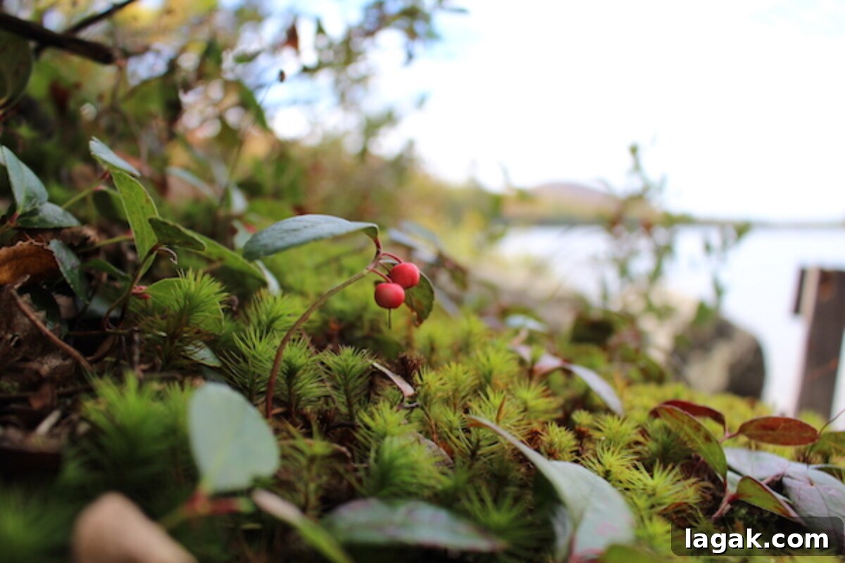 Winter Foraging Guide: 50+ Wild Foods to Find in Snowy Regions 14 teaberry or wintergreen berries