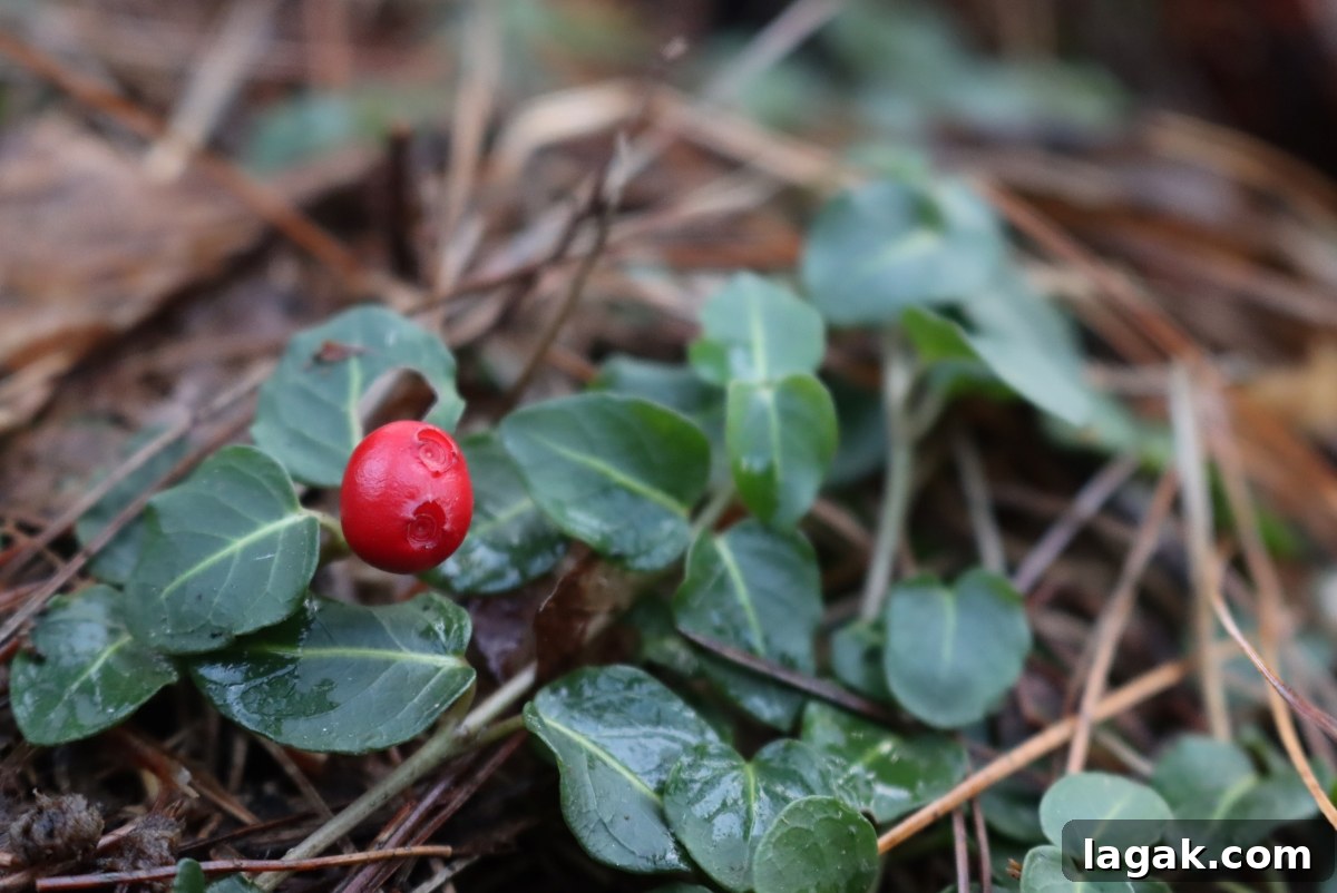 Winter Foraging Guide: 50+ Wild Foods to Find in Snowy Regions 15 Partridgeberry (Mitchella repens)
