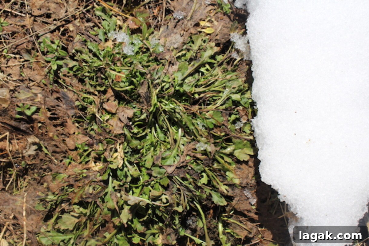 Winter Foraging Guide: 50+ Wild Foods to Find in Snowy Regions 16 Shasta Daisy still growing as the snow melts back