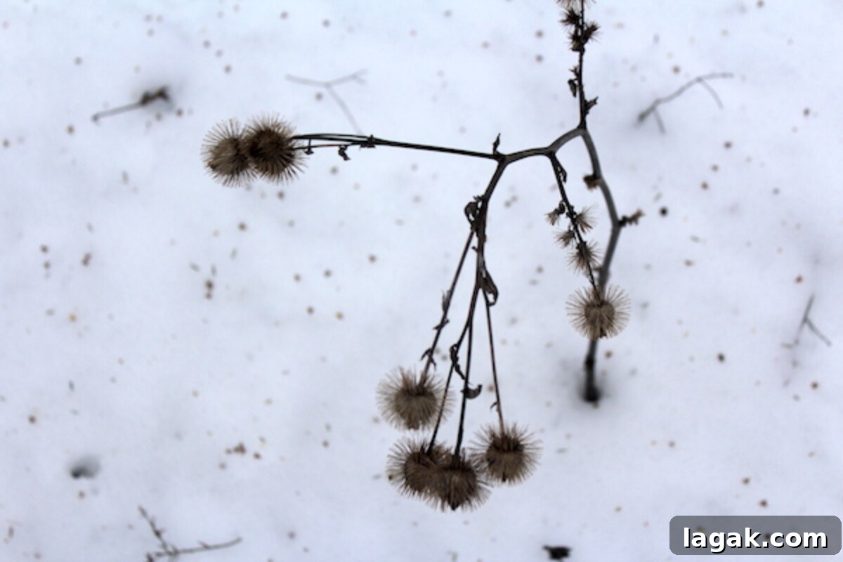 Winter Foraging Guide: 50+ Wild Foods to Find in Snowy Regions 18 Burdock stock in winter with an edible root below the snow
