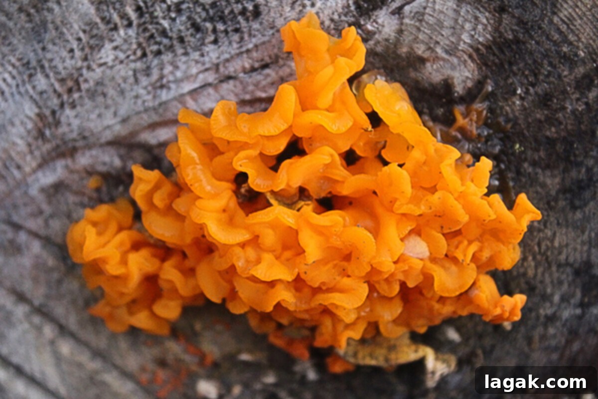 Winter Foraging Guide: 50+ Wild Foods to Find in Snowy Regions 19 large witches butter mushroom on cut hemlock log ((Dacrymyces palmatus)