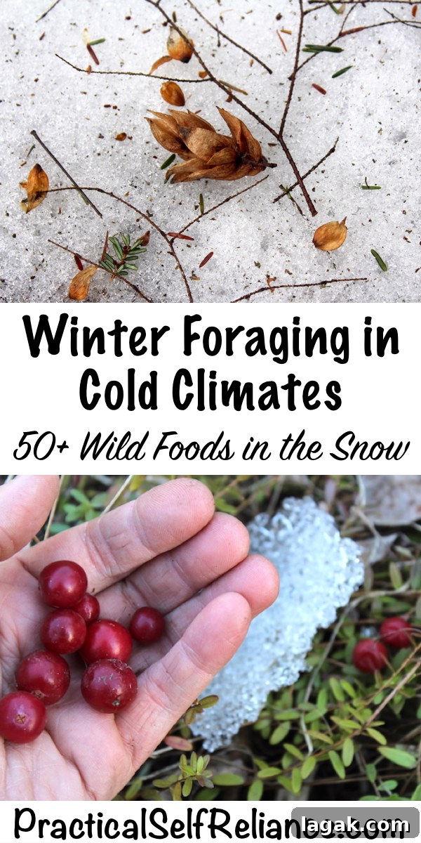 Winter Foraging Guide: 50+ Wild Foods to Find in Snowy Regions 20 Winter foraging in cold climates ~ 50+ wild foods in the snow #foraging #winter #wildfood #wildcrafting #survival #selfsufficiency #shtf #preparedness
