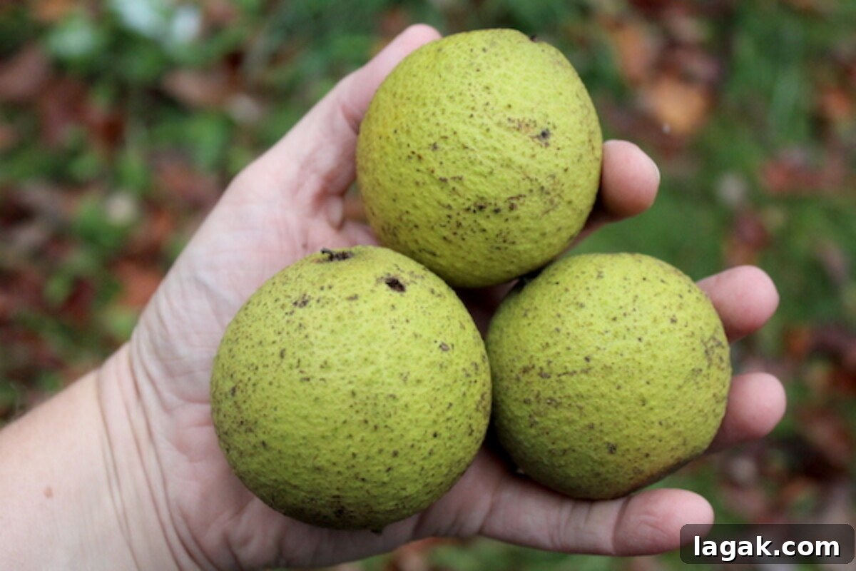Winter Foraging Guide: 50+ Wild Foods to Find in Snowy Regions 3 Black Walnuts in Hulls