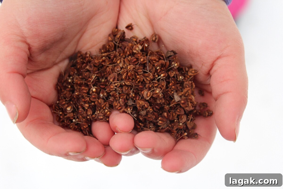 Winter Foraging Guide: 50+ Wild Foods to Find in Snowy Regions 4 Yellow dock seed