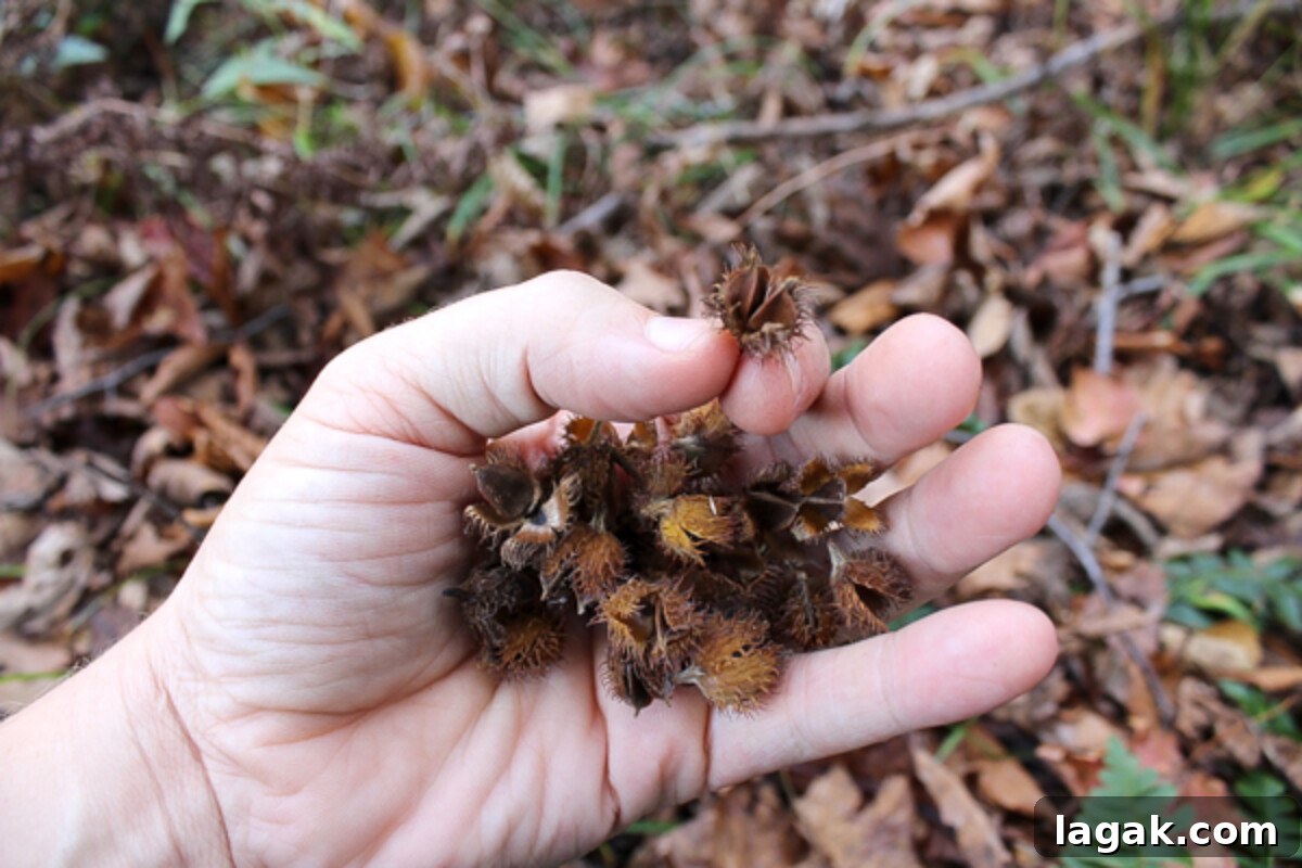 Winter Foraging Guide: 50+ Wild Foods to Find in Snowy Regions 5 Beechnuts foraged in Vermont
