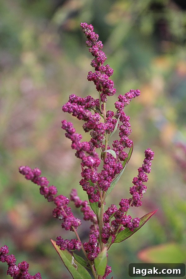 Winter Foraging Guide: 50+ Wild Foods to Find in Snowy Regions 6 Goosefoot Seed Head