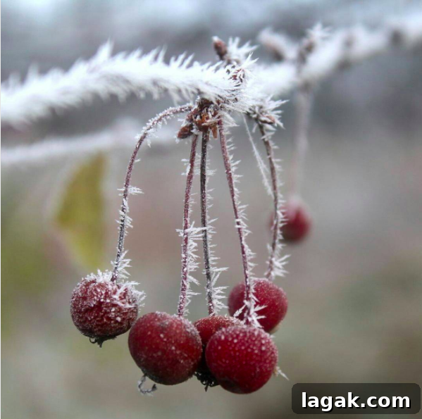 Winter Foraging Guide: 50+ Wild Foods to Find in Snowy Regions 7 Crab Apples in Winter