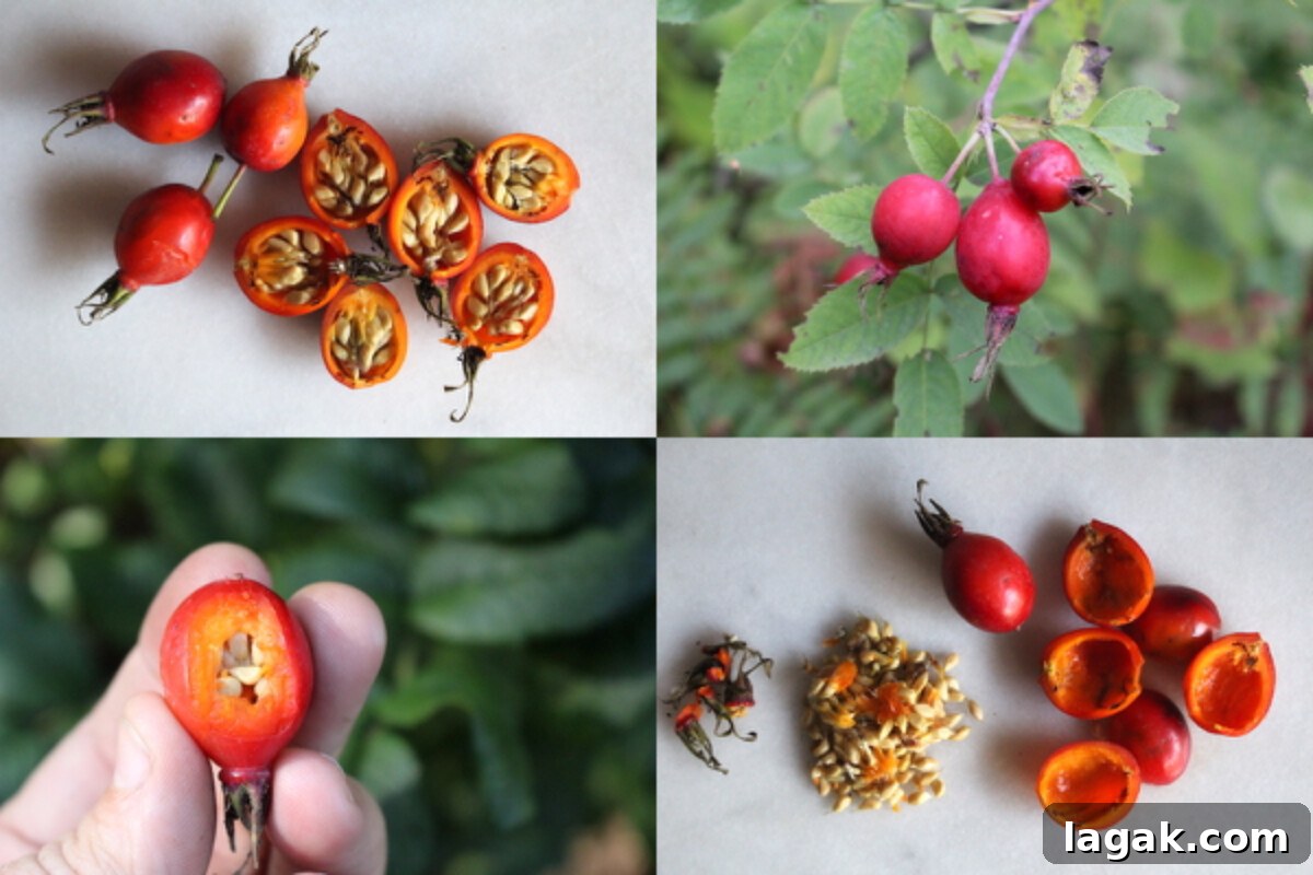 Winter Foraging Guide: 50+ Wild Foods to Find in Snowy Regions 9 How to prepare rose hips as an edible wild fruit.