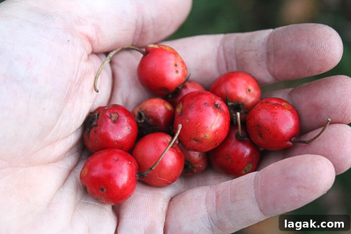 Winter Foraging Guide: 50+ Wild Foods to Find in Snowy Regions 10 Hawthorn Fruits