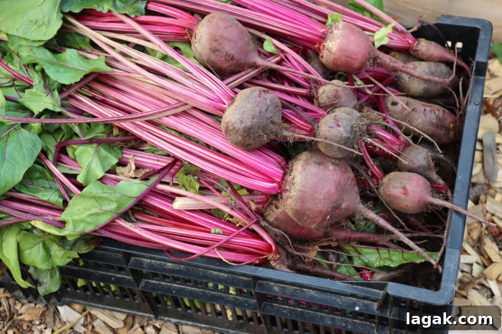 Dill Pickled Beets Recipe 5 Ingredients for dill pickled beets