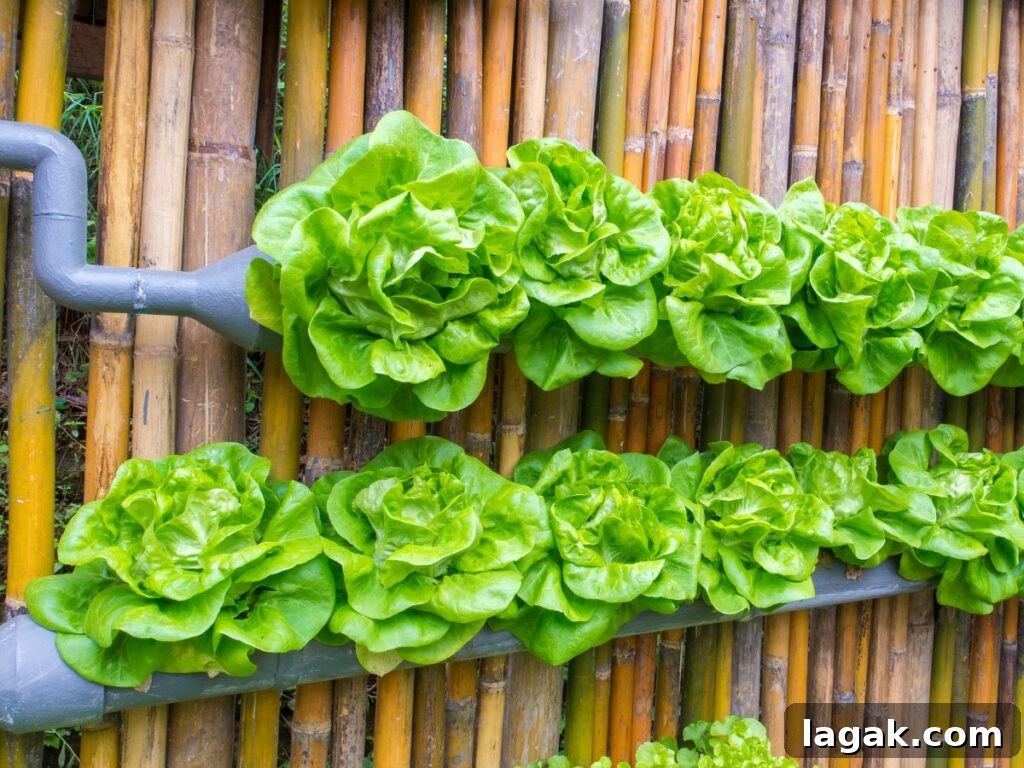 Vertical Gardening: 7 Practical Tips for Growing Your Own Food 3 Lettuce growing in a bamboo vertical setup.