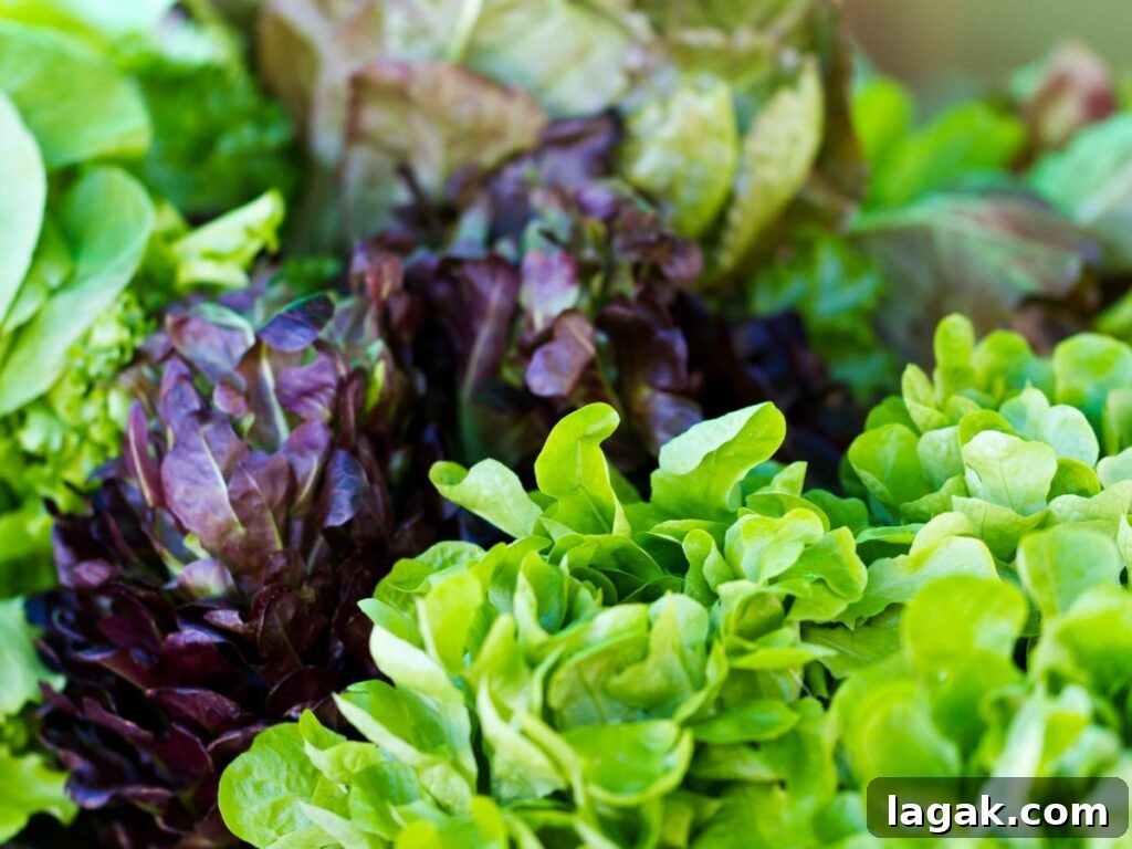 Vertical Gardening: 7 Practical Tips for Growing Your Own Food 4 Various types of lettuce with green and purple leaves.