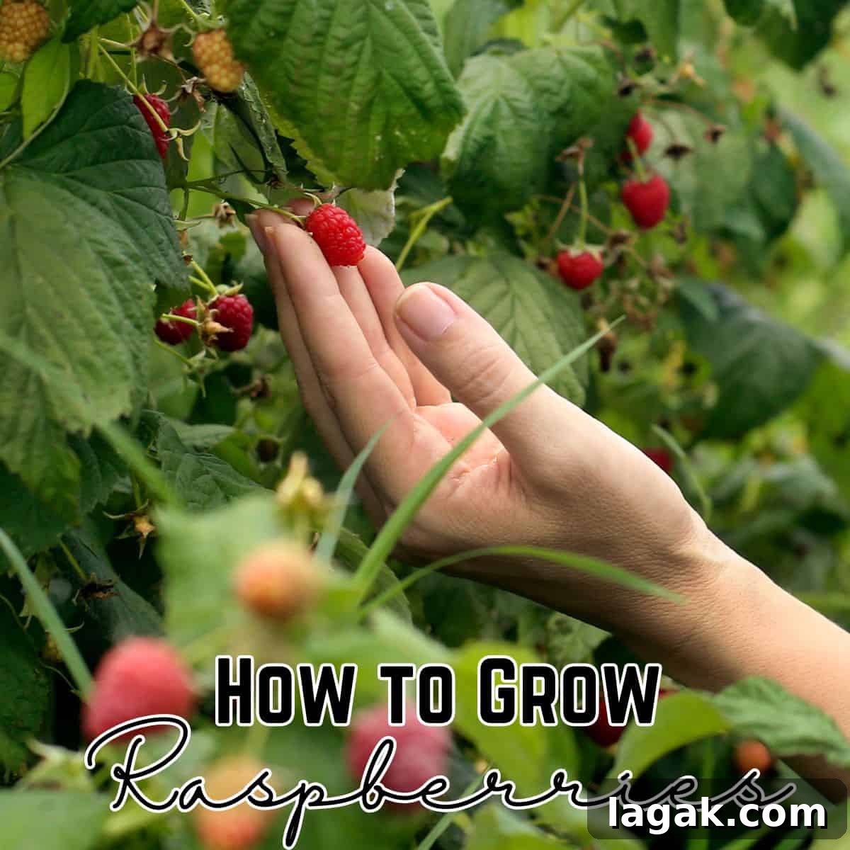 Growing Raspberries Successfully: A Simple Step-by-Step Guide 2 raspberries on plants with a hand and text