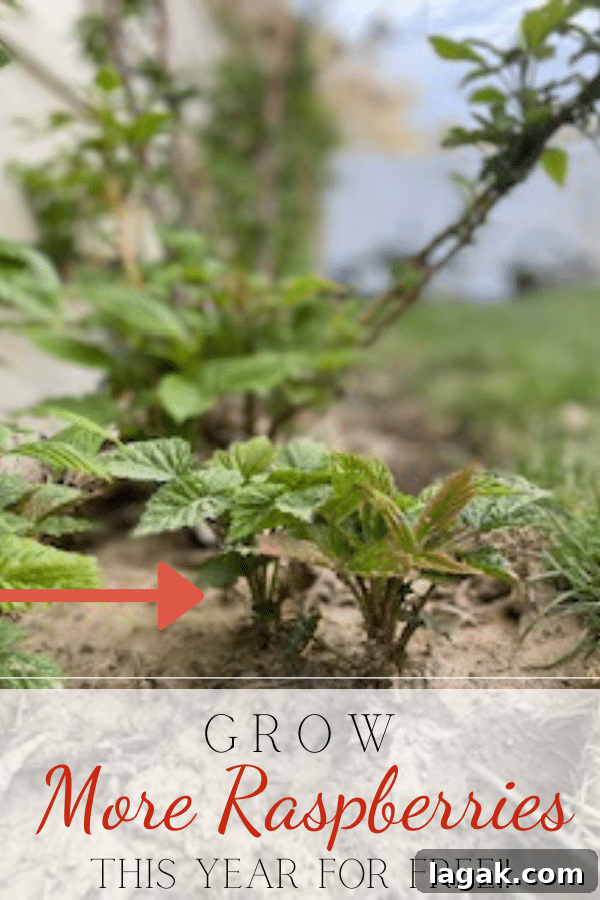 Growing Raspberries Successfully: A Simple Step-by-Step Guide 3 raspberry start with text how to grow them
