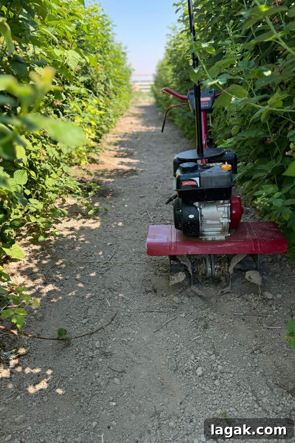 Growing Raspberries Successfully: A Simple Step-by-Step Guide 4 raspberry rows with a rototiller in the middle path for weed control