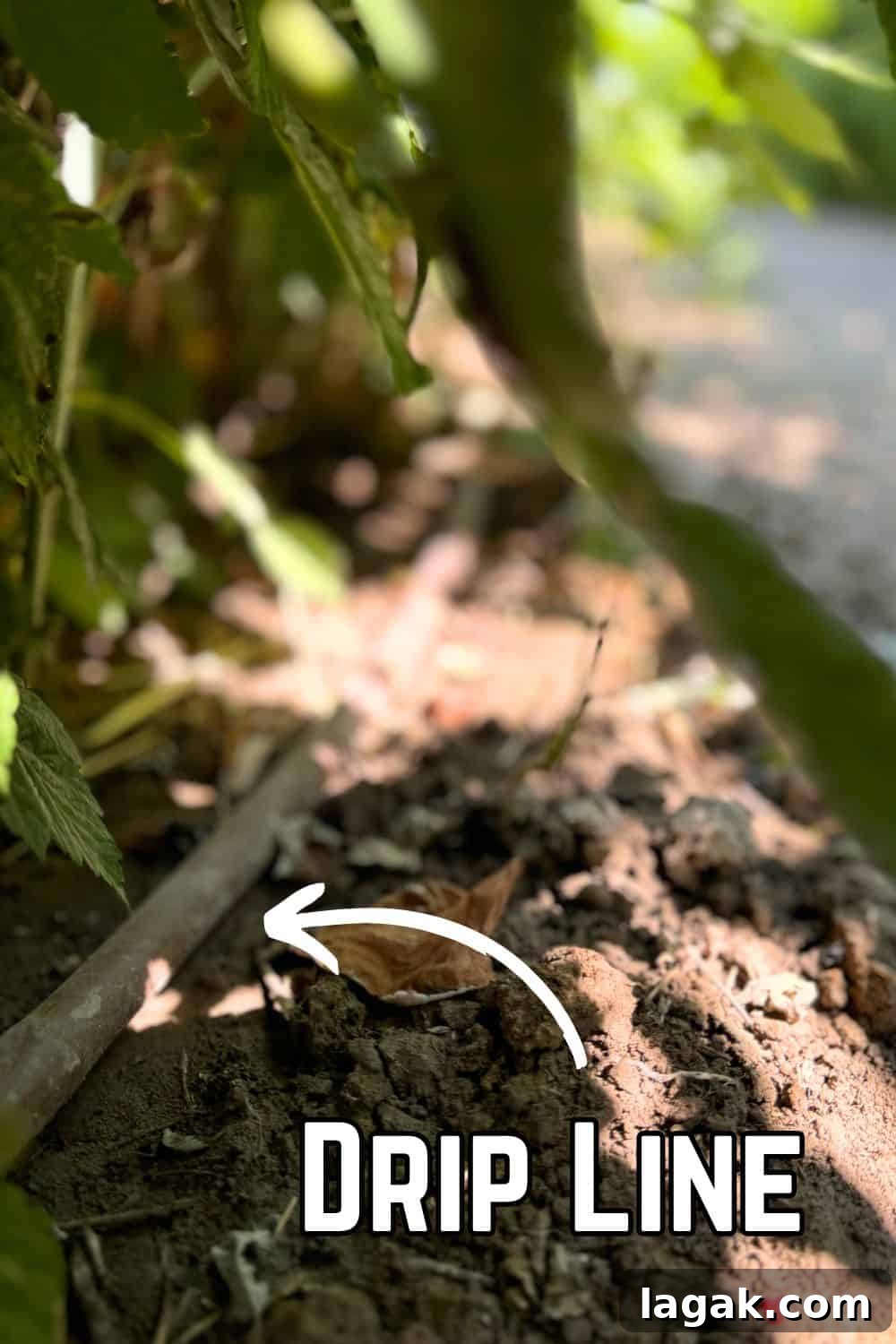 Growing Raspberries Successfully: A Simple Step-by-Step Guide 5 drip line under raspberry plants with text