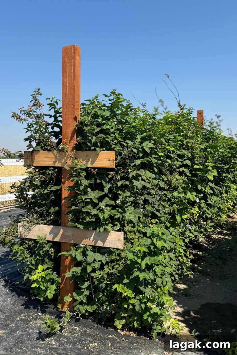 Growing Raspberries Successfully: A Simple Step-by-Step Guide 6 row of raspberry plants being held up by cross support system