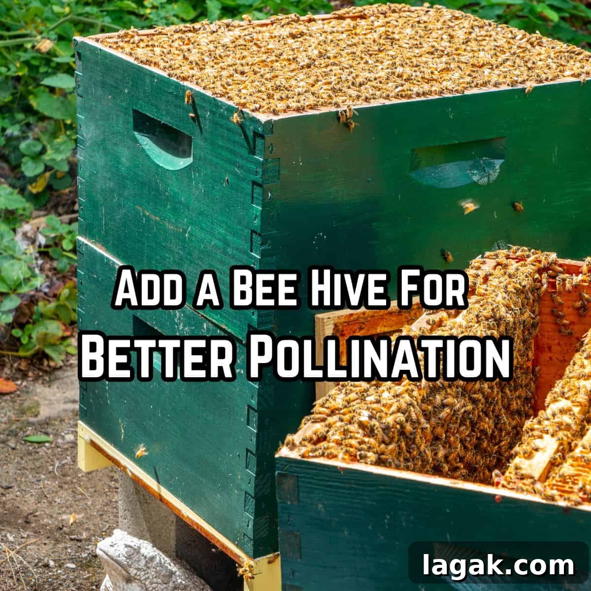 Growing Raspberries Successfully: A Simple Step-by-Step Guide 7 bee hives with text