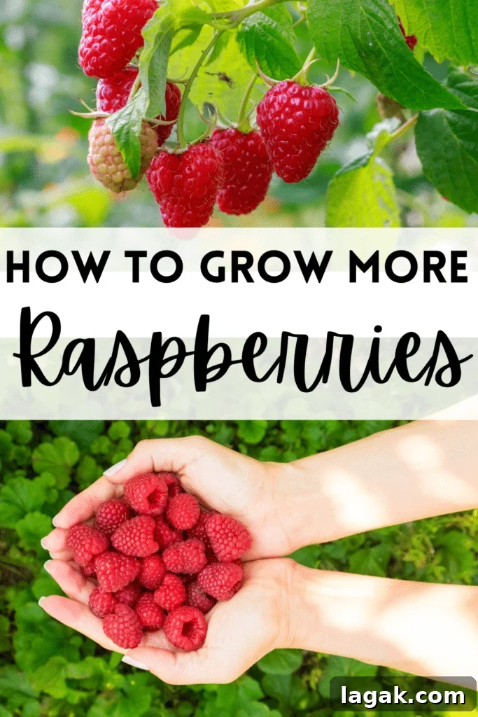 Growing Raspberries Successfully: A Simple Step-by-Step Guide 8 raspberries with text that says how to grow raspberries